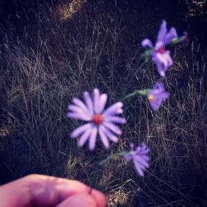 Meet your Posher, Arabella